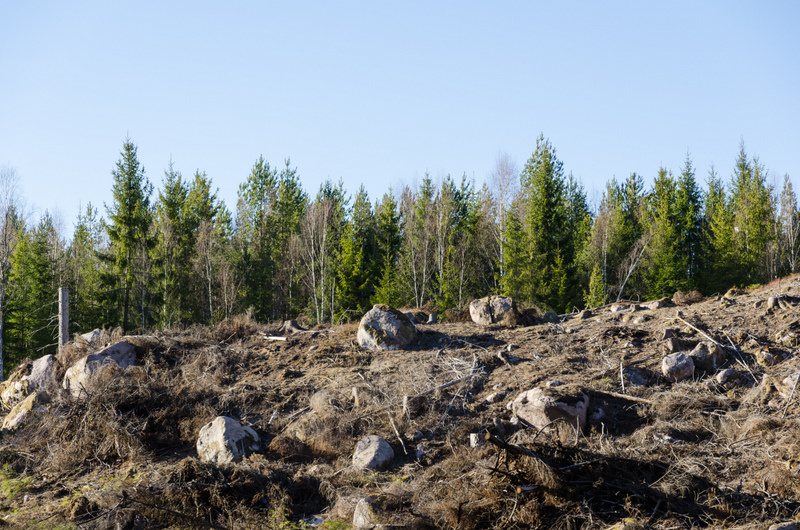 Stony and rocky clear cut area in a coniferous forest